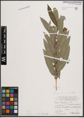 Foto von Salix cinerea L. x Salix viminalis L.